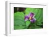 Western white trillium, Redwood National and State Parks, California.-Mallorie Ostrowitz-Framed Photographic Print