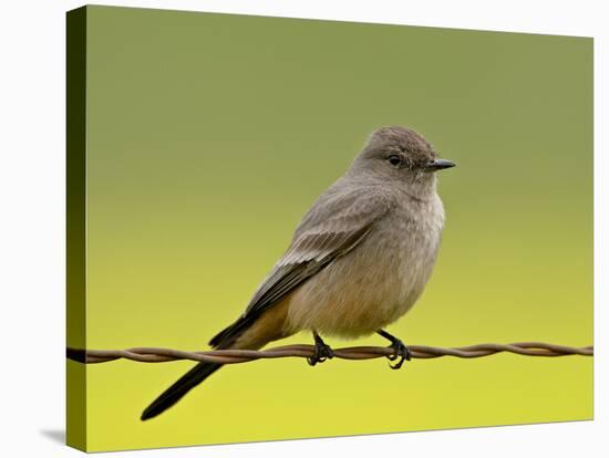 Western Wood-Pewee (Contopus Sordidulus), San Jacinto Wildlife Area, California-null-Stretched Canvas