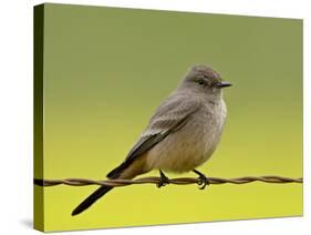 Western Wood-Pewee (Contopus Sordidulus), San Jacinto Wildlife Area, California-null-Stretched Canvas