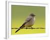 Western Wood-Pewee (Contopus Sordidulus), San Jacinto Wildlife Area, California-null-Framed Photographic Print