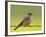 Western Wood-Pewee (Contopus Sordidulus), San Jacinto Wildlife Area, California-null-Framed Photographic Print