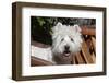 Westie in a rawhide chair.-Zandria Muench Beraldo-Framed Photographic Print