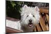 Westie in a rawhide chair.-Zandria Muench Beraldo-Mounted Photographic Print