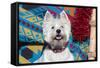 Westie looking up.-Zandria Muench Beraldo-Framed Stretched Canvas