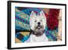 Westie looking up.-Zandria Muench Beraldo-Framed Photographic Print