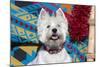 Westie looking up.-Zandria Muench Beraldo-Mounted Photographic Print