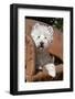 Westie lying in rawhide chair.-Zandria Muench Beraldo-Framed Photographic Print