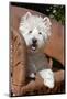 Westie lying in rawhide chair.-Zandria Muench Beraldo-Mounted Photographic Print