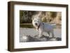 Westie puppy on a log looking at you.-Zandria Muench Beraldo-Framed Photographic Print