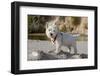 Westie puppy on a log looking at you.-Zandria Muench Beraldo-Framed Photographic Print