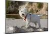 Westie puppy on a log looking at you.-Zandria Muench Beraldo-Mounted Photographic Print