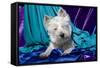 Westie puppy posing.-Zandria Muench Beraldo-Framed Stretched Canvas