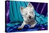 Westie puppy posing.-Zandria Muench Beraldo-Stretched Canvas