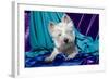 Westie puppy posing.-Zandria Muench Beraldo-Framed Photographic Print