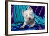 Westie puppy posing.-Zandria Muench Beraldo-Framed Photographic Print