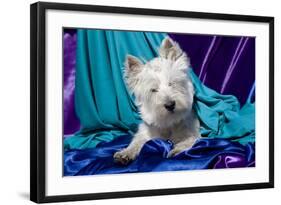 Westie puppy posing.-Zandria Muench Beraldo-Framed Photographic Print