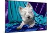 Westie puppy posing.-Zandria Muench Beraldo-Mounted Photographic Print