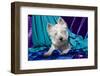 Westie puppy posing.-Zandria Muench Beraldo-Framed Photographic Print