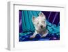 Westie puppy posing.-Zandria Muench Beraldo-Framed Photographic Print