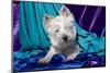 Westie puppy posing.-Zandria Muench Beraldo-Mounted Photographic Print