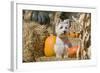 Westie sitting pretty.-Zandria Muench Beraldo-Framed Photographic Print