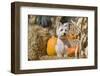 Westie sitting pretty.-Zandria Muench Beraldo-Framed Photographic Print