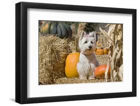 Westie sitting pretty.-Zandria Muench Beraldo-Framed Photographic Print