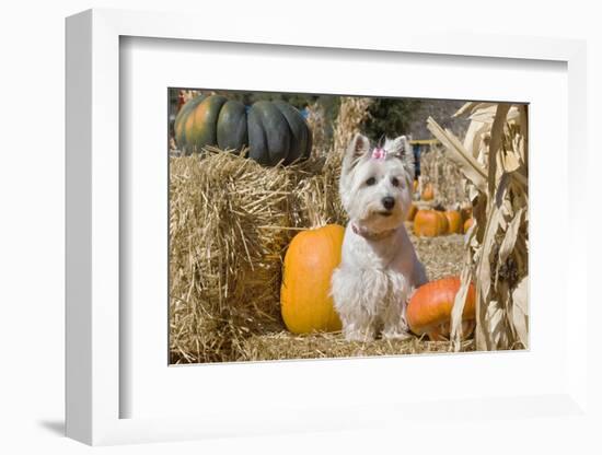 Westie sitting pretty.-Zandria Muench Beraldo-Framed Photographic Print