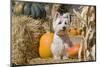 Westie sitting pretty.-Zandria Muench Beraldo-Mounted Photographic Print