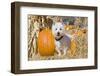 Westie standing between pumpkins.-Zandria Muench Beraldo-Framed Photographic Print