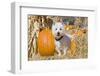 Westie standing between pumpkins.-Zandria Muench Beraldo-Framed Photographic Print