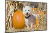 Westie standing between pumpkins.-Zandria Muench Beraldo-Mounted Photographic Print