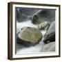 Westland National Park, South Island, New Zealand-Micha Pawlitzki-Framed Photographic Print