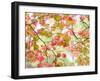 Westonbirt Arboretum in autumn, Gloucestershire, UK-Nadia Isakova-Framed Photographic Print