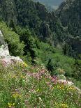 Wild Flowers on the Sandia Crest, Near Albuquerque, New Mexico, USA-Westwater Nedra-Photographic Print