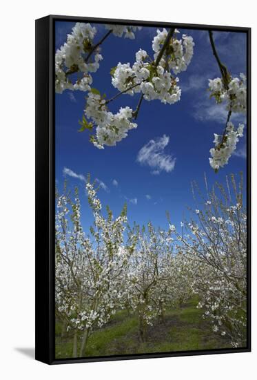 Westwood Orchard, Blenheim, Marlborough, South Island, New Zealand-David Wall-Framed Stretched Canvas