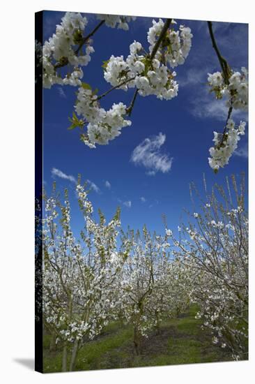 Westwood Orchard, Blenheim, Marlborough, South Island, New Zealand-David Wall-Stretched Canvas