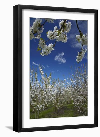 Westwood Orchard, Blenheim, Marlborough, South Island, New Zealand-David Wall-Framed Photographic Print