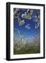 Westwood Orchard, Blenheim, Marlborough, South Island, New Zealand-David Wall-Framed Photographic Print