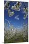 Westwood Orchard, Blenheim, Marlborough, South Island, New Zealand-David Wall-Mounted Photographic Print