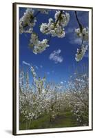 Westwood Orchard, Blenheim, Marlborough, South Island, New Zealand-David Wall-Framed Premium Photographic Print