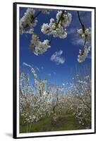 Westwood Orchard, Blenheim, Marlborough, South Island, New Zealand-David Wall-Framed Premium Photographic Print