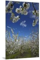 Westwood Orchard, Blenheim, Marlborough, South Island, New Zealand-David Wall-Mounted Premium Photographic Print