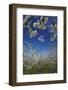 Westwood Orchard, Blenheim, Marlborough, South Island, New Zealand-David Wall-Framed Photographic Print