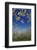 Westwood Orchard, Blenheim, Marlborough, South Island, New Zealand-David Wall-Framed Photographic Print