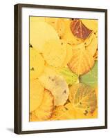 Wet Aspen Leaves in Autumn, Gunnison National Forest, Colorado, USA-Scott T. Smith-Framed Photographic Print