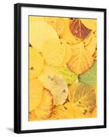 Wet Aspen Leaves in Autumn, Gunnison National Forest, Colorado, USA-Scott T. Smith-Framed Photographic Print