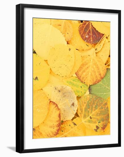 Wet Aspen Leaves in Autumn, Gunnison National Forest, Colorado, USA-Scott T. Smith-Framed Photographic Print