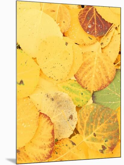 Wet Aspen Leaves in Autumn, Gunnison National Forest, Colorado, USA-Scott T. Smith-Mounted Photographic Print