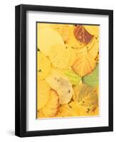 Wet Aspen Leaves in Autumn, Gunnison National Forest, Colorado, USA-Scott T. Smith-Framed Photographic Print